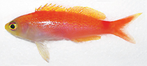 Image of Pyronotanthias timanoa (Sunrise Anthias)