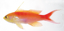 Image of Pyronotanthias timanoa (Sunrise Anthias)