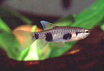 Image of Pyrrhulina vittata (Banded pyrrhulina)