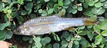 Image of Rasbora adisi (Gal oya striped rasbora)