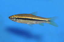 Image of Rasbora argyrotaenia (Silver rasbora)