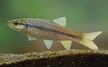 Image of Rasbora armitagei (Armitagei’s striped rasbora)