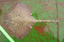 Image of Raja asterias (Mediterranean starry ray)