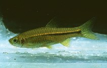 Image of Rasbora baliensis 