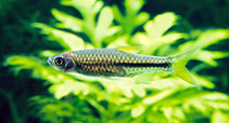 Image of Rasbora bankanensis 