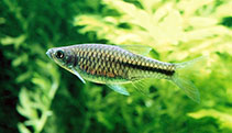 Image of Rasbora bankanensis 