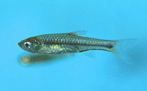 Image of Rasbora beauforti (Spotlight rasbora)