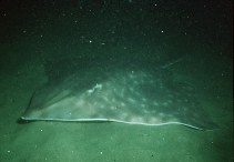 Image of Beringraja binoculata (Big skate)