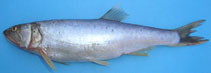 Image of Raiamas bola (Trout barb)