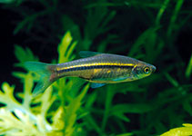 Image of Rasbora borapetensis (Blackline rasbora)