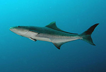 Image of Rachycentron canadum (Cobia)