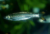 Image of Rasbora caudimaculata (Greater scissortail)