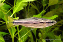 Image of Rasbora cephalotaenia 