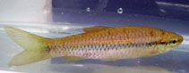 Image of Rasbora daniconius (Slender rasbora)