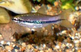 Image of Rasbora einthovenii (Brilliant rasbora)