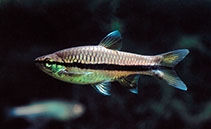 Image of Rasbora einthovenii (Brilliant rasbora)