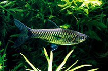 Image of Rasbora elegans (Twospot rasbora)