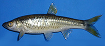 Image of Rasbora everetti 