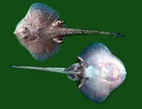 Image of Rajella fyllae (Round ray)