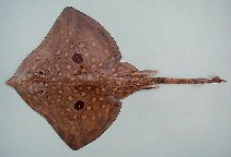 Image of Raja herwigi (Cape Verde skate)