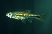 Image of Rasbora hubbsi 