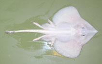 Image of Rajella kukujevi (Mid-Atlantic skate)