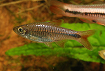 Image of Rasbora lacrimula 