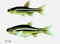 Image of Rasbora meinkeni 