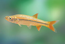 Image of Rasbora microcephalus (Narrow striped rasbora)