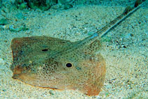 Image of Raja miraletus (Brown ray)