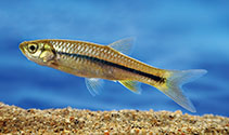 Image of Rasbora naggsi (Naggsi’s striped rasbora)