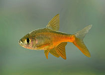 Image of Rasboroides pallidus (Pallidus rasbora)