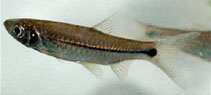 Image of Rasbora paucisqualis (Largescaled rasbora)