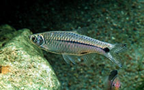 Image of Rasbora paviana (Sidestripe rasbora)