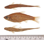 Image of Rasbora philippina (Mindanao rasbora)