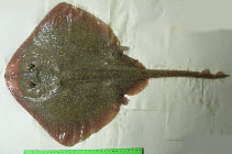 Image of Raja polystigma (Speckled ray)