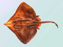 Image of Beringraja pulchra (Mottled skate)