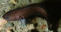 Image of Raniceps raninus (Tadpole fish)