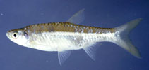 Image of Rasbora septentrionalis 