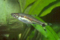 Image of Rasbosoma spilocerca (Dwarf scissortail rasbora)