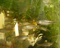 Image of Rasbora steineri (Chinese rasbora)