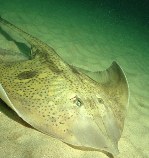 Image of Raja straeleni (Spotted skate)