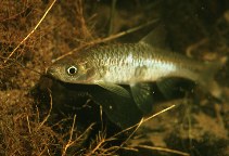 Image of Rasbora sumatrana 