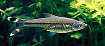 Image of Rasbora trilineata (Three-lined rasbora)