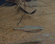 Image of Rasbora tubbi 