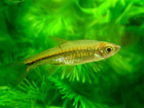 Image of Rasbora vulcanus 