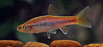 Image of Rasbora wilpita (Wilpita rasbora)