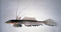 Image of Repomucenus huguenini (Huguenin\