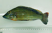 Image of Retroculus lapidifer 