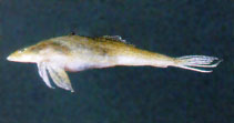 Image of Repomucenus olidus (Chinese darter dragonet)